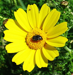 Image showing Beetle daisy