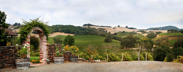 Image showing California vineyard