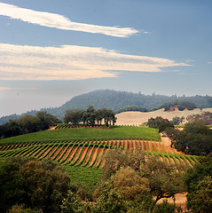 Image showing California vineyard