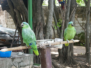 Image showing parrots