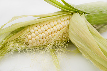 Image showing Ear of corn partially shucked