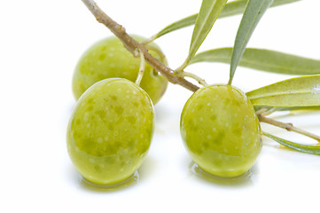 Image showing An olive branch with three olives