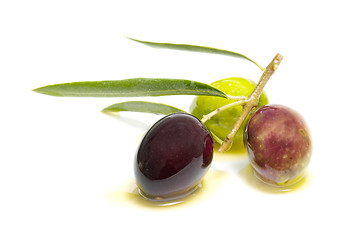 Image showing An olive branch with three olives