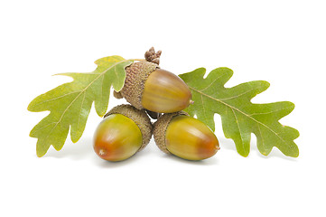 Image showing three acorns with oak leaves