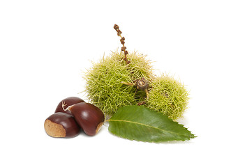 Image showing Freshly harvested chestnuts