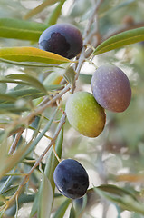 Image showing olives in the olive