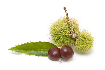 Image showing Freshly harvested chestnuts