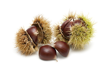 Image showing Freshly harvested chestnuts