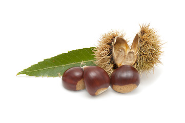 Image showing Freshly harvested chestnuts