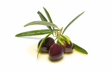 Image showing An olive branch with three olives