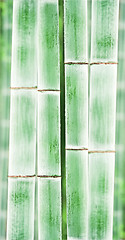 Image showing bamboo background