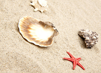 Image showing seashells on white sand