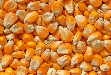 Image showing corn seeds close up as background