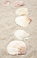 Image showing pearl on the seashell