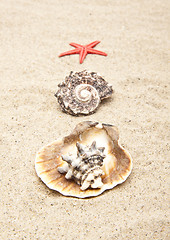 Image showing pearl on the seashell