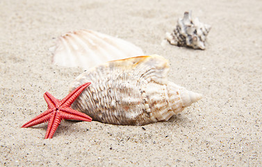 Image showing seashells on white sand