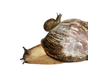 Image showing snails