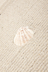 Image showing pearl on the seashell