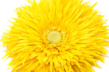 Image showing Yellow pion flower