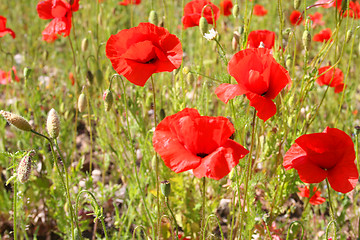 Image showing Red poppies