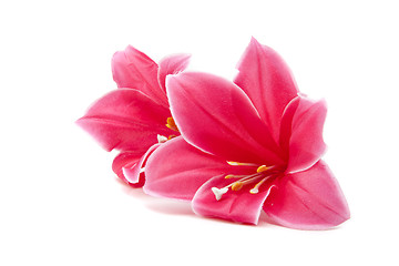 Image showing pink flower isolated on white background