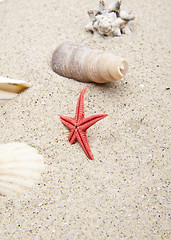 Image showing seashells on white sand