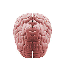 Image showing The human brain