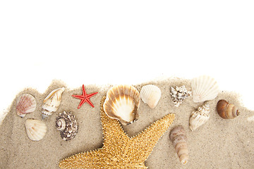 Image showing Set of Seashells