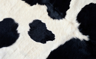Image showing real black and white cow hide