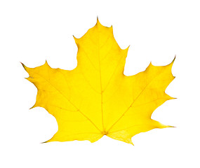 Image showing autumn leave maple isolated on white background