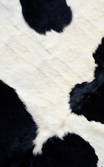 Image showing Cow skin texture