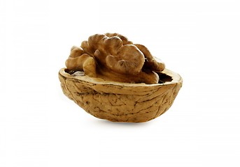 Image showing Close up of fresh walnut against white background