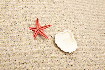 Image showing pearl on the seashell