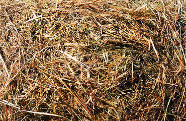 Image showing Hay seamless background