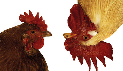 Image showing funny hen and rooster