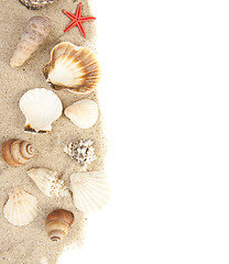 Image showing Set of Seashells