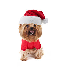 Image showing yorkshire dog with xmas santa hat