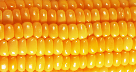 Image showing Sweet corn background