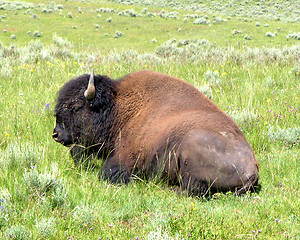 Image showing American Buffalo