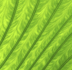 Image showing Texture of a green leaf as background