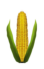 Image showing Corn ear are isolated on a white background