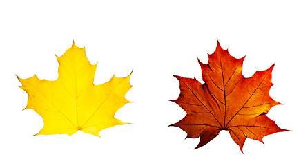 Image showing autumn yellow and red leaves maple isolated