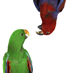 Image showing beautiful red and green macaw parrots