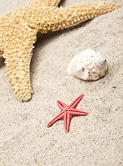 Image showing seashells on white sand