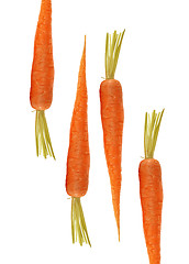 Image showing fresh carrots isolated