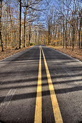 Image showing Autumn Leaves