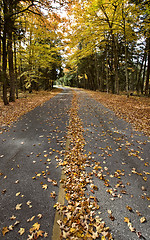 Image showing Autumn Leaves