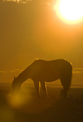 Image showing Horse at Sunset