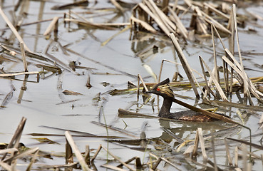 Image showing Eared Grebe