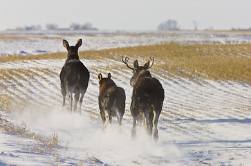 Image showing Prairie Moose Saskatchewan